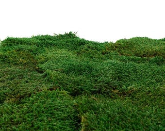 Konserviertes Flachmoos Moos zum Basteln oder Dekorieren Plattenmoos zum Modellbau Moosbild Waldmoos