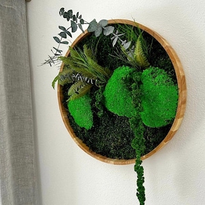 Moss picture round with real plants 30/40 cm diameter plant picture wooden frame oiled wall picture jungle picture
