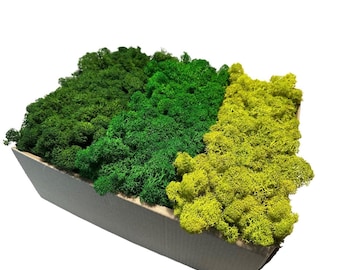 Konserviertes grünes Moos, Islandmoos, finnisches Moos, Rentiermoos, 3 FARBEN, Wanddekor, Floristendekor, Hochzeitsdeko