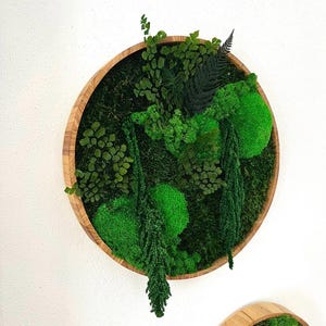 Moss picture round with real plants 30/40 cm diameter plant picture wooden frame oiled wall picture jungle picture