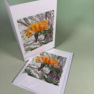 Fox of Shubenacadie – 5x7 Nova Scotia Wildlife Art Card | Canadian Fox Greeting Card | Fine Art Ink Illustration
