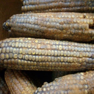 3 Primitive Fall Blackened Wax Corn Bowl Fillers