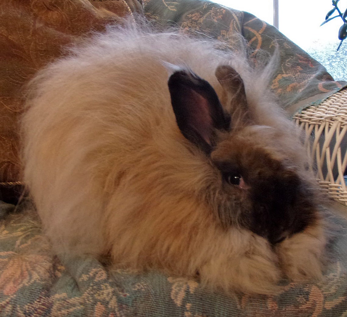 Handspun Angora Rabbit Yarn 270 yd from Rosemary Etsy