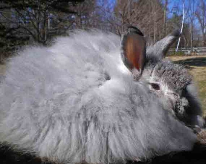 Handplucked Grey Angora Rabbit Spinning Fiber 1 Oz. - Etsy