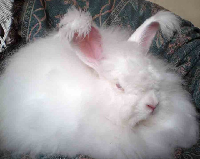 White Angora Rabbit Spinning Fiber 1 Oz. Handplucked From - Etsy