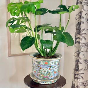 Peut inclure: Une plante Monstera vert vif avec de grandes feuilles fendues, plantée dans un pot en céramique décoratif et rond. Le pot présente un motif floral et papillon complexe et coloré avec une bordure dorée, posé sur une soucoupe assortie.