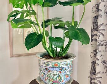 May include: A vibrant green Monstera plant with large, split leaves potted in a round, decorative ceramic planter. The planter features a colorful, intricate floral and butterfly pattern with gold trim, resting on a matching ceramic saucer.