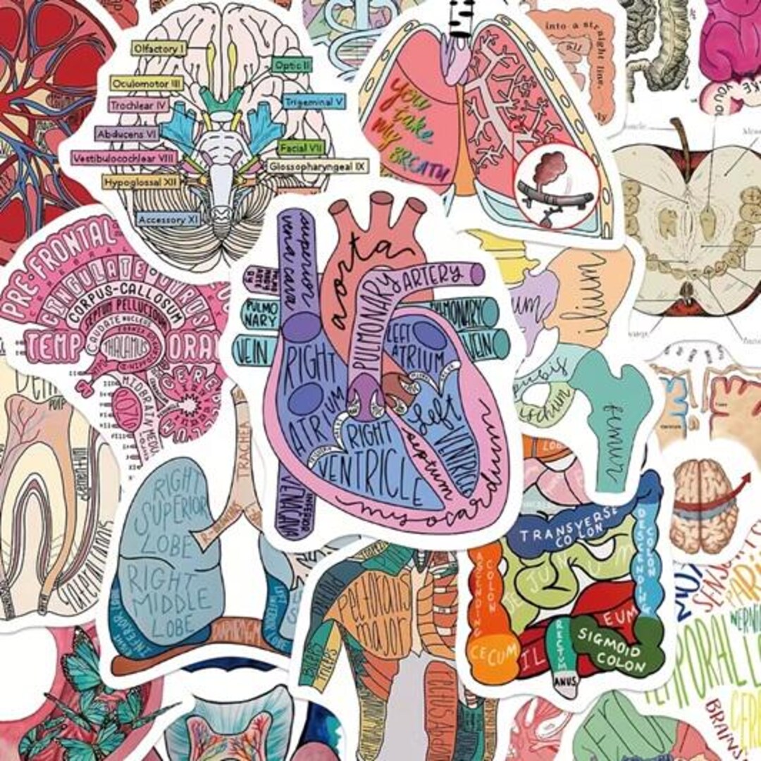 Anatomy Sticker Pack, Medical Stickers, Vintage Anatomy Stickers, Skull ...