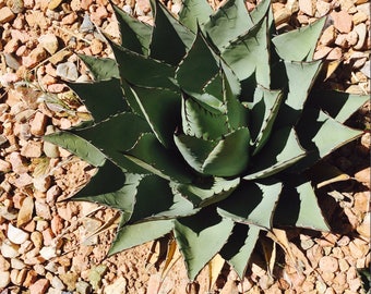 Cool Agave - 10x10 photo on canvas