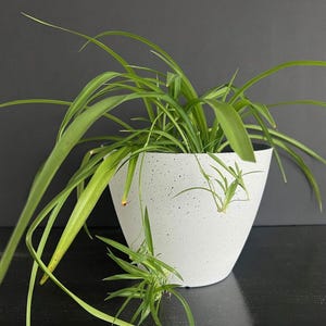 May include: A spider plant with long, green leaves spills over the sides of a speckled white pot. The plant is set against a dark gray background. The pot has a modern, minimalist design.