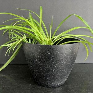 May include: A green spider plant in a black speckled pot. The pot is a modern, minimalist design.