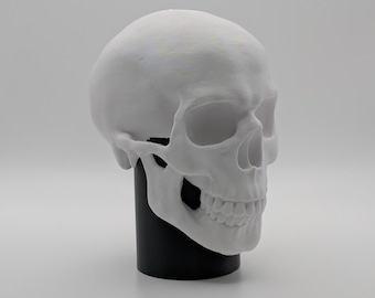 May include: White plastic skull model with a black base. The skull is detailed with teeth and eye sockets.