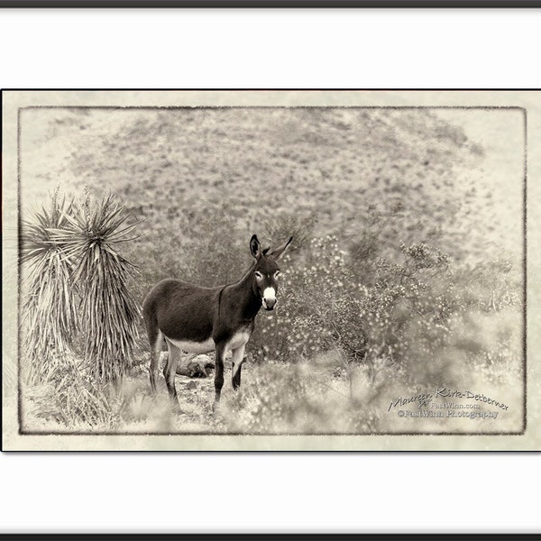 Donkey art, Vintage Donkey Photograph