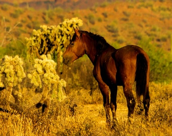 Horse photography of a Salt River Wild Horse, Horse wall art for southwestern decor or country home decor, Wall art print for mantel decor