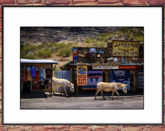 Wild burro photo, Arizona landscape photography