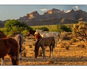 Salt River wild horses large canvas art, Horse photography for Country Home decor or Rustic home decor, Horse wall art for living room decor