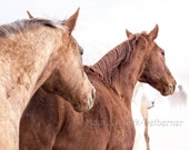 Running horses canvas, Equestrian decor, photo wall art print for country home decor, farmhouse decor gift for horse lover, bedroom wall art