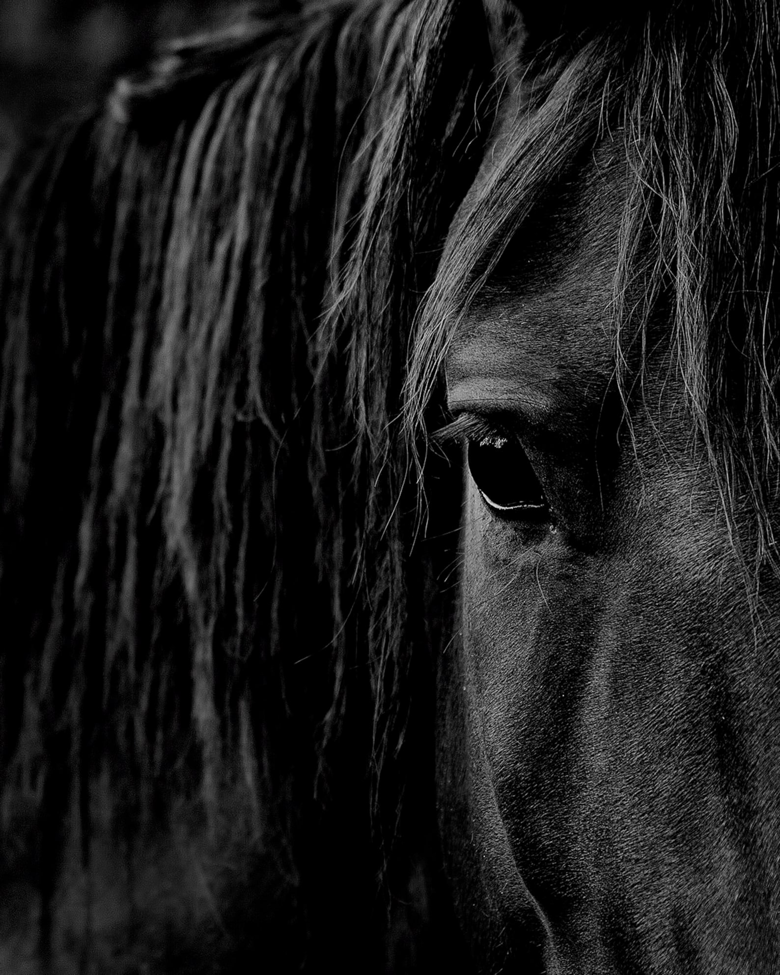 Black and White Paint Horse Art on Canvas Extra Large Wall Etsy