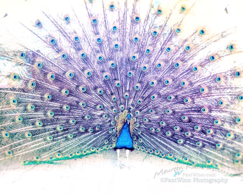 Peacock Decor For Country Home Decor Peacock Wall Art Print For Modern Farmhouse Decor Boho Decor Purple Wall Art For Bedroom Wall Art