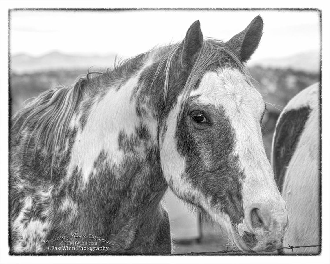 Black and White Paint Horse Art on Canvas Extra Large Wall Etsy