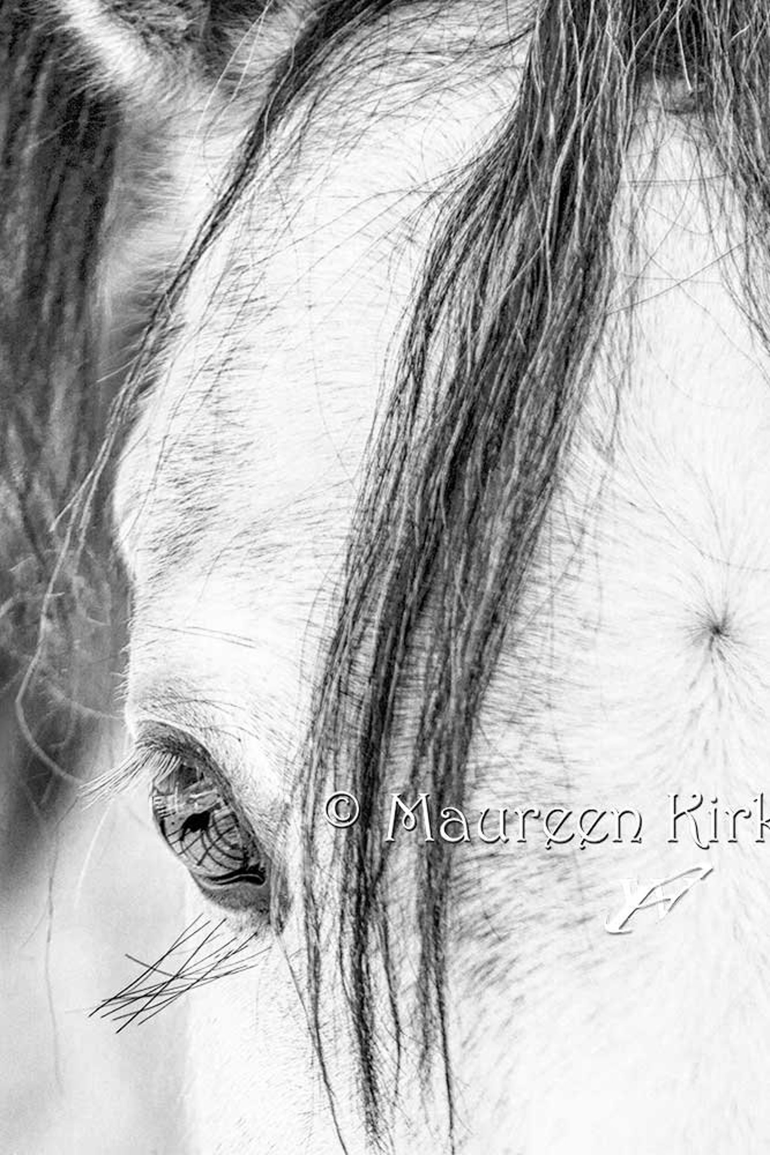 Black and White Paint Horse Art on Canvas Extra Large Wall Etsy