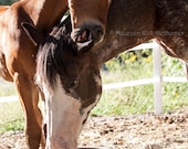 Special order for Asha photo of Pilar and Faline