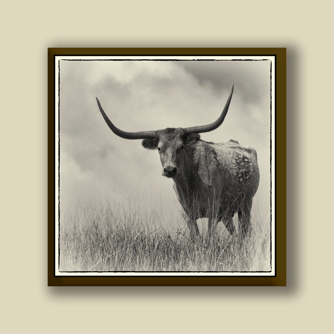 Longhorn Wall Art for Texas Longhorn Wall Decor Etsy