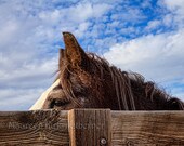 Horse photo download, horse art print, horse art photograph, red dun horse, southwestern decor, southwest decor, western decor, Arizona