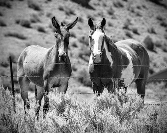 Horse photography home decor, Horse and Mule print