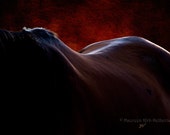 Arabian horse photography wall art print for country home decor, Horse wall art for farmhouse decor, Abstract horse bedroom wall art