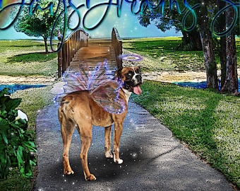 Boxer Dog at Rainbow Bridge Angel Looking Back at You Halo Wings Pet Memorial Tribute Sympathy Poster Wall Art Print Card Gift Personalized