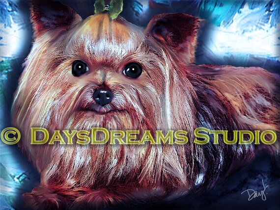 Cutie Pie Long Haired Teacup Yorkshire Terrier Yorkie Etsy