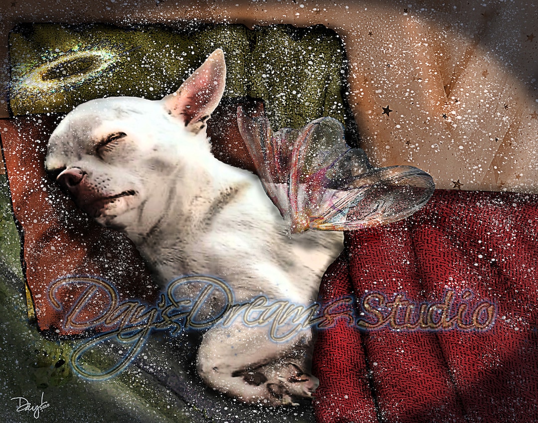 Flying Fur Animal Rescue Logo White Chihuahua Sleeping Wings - Main Image
