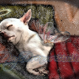 White Chihuahua Sleeping Wings Angel Halo Dog Pet Memorial Loss Rainbow Bridge Sympathy Wall Art Print Greeting Card Gift | 2 Color Choices