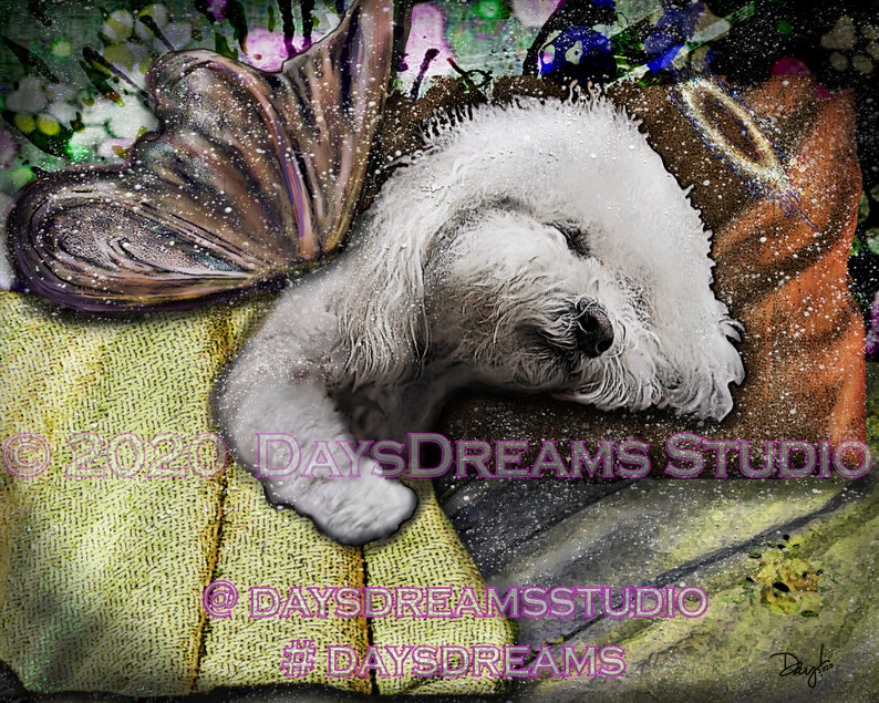 Poodle Bichon Frise Maltese Fluffy White Dog Angel Halo Wings Pet Loss Memorial Rainbow Bridge Tribute Sympathy Card Wall Art Print Gift image 1