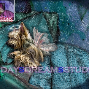 Yorkie Yorkshire Terrier Sleeping Angel Wings Tribute Sympathy Rainbow Bridge Halo Memorial Pet Loss Furbaby Print Poster or Blank Card Gift