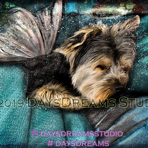 How Long Should A Yorkshire Terrier Sleep