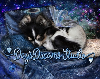 Chihuahua Tricolor Black White Brown Longhair Sleeping Wings Angel Halo Dog Pet Loss Memorial Rainbow Bridge Sympathy Art Print Card Gift