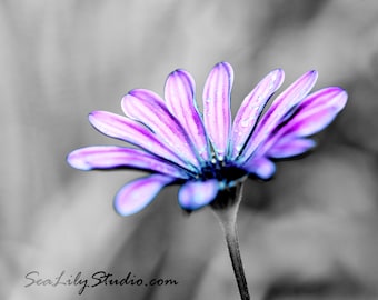 Purple Haze : purple daisy african lavender pink blue flower blossom garden spring monochrome home decor 8x10 11x14 16x20 20x24 24x30