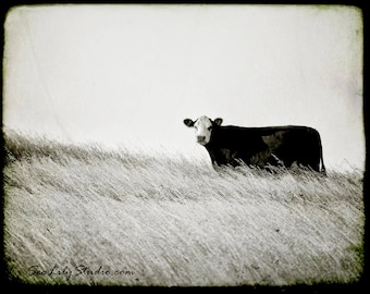 Cow photo 30x40 : black and white photography nature rural farm moo cattle ranch cowboy home decor