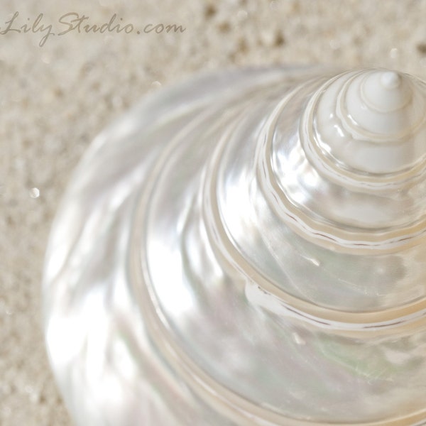 Trochus Shell : summer beach sea shell photography sand ivory cream ecru california coastal home decor 8x10 11x14 16x20 20x24 24x30