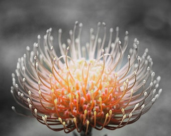 Cold Fire : pink yellow protea tropical flower black and white maui hawaii summer home decor (square image up to 30x30)