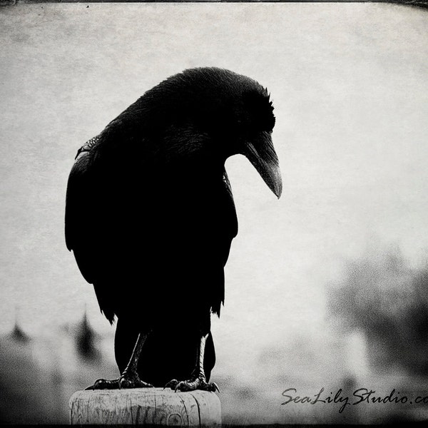 The Raven : crow raven photography black bird goth gothic dark dream surreal poe poem rustic vintage halloween 8x10 11x14 16x20 20x24 24x30