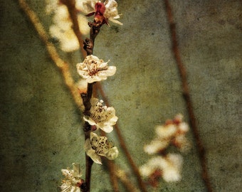 Plum Blossoms : flower spring photography branch vintage japanese apricot chinese plum abstract home decor 8x10 11x14 16x20 20x24 24x30