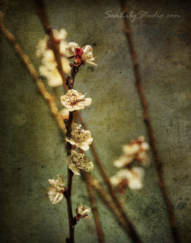 Plum Blossoms : flower spring photography branch vintage japanese apricot chinese plum abstract home decor 8x10 11x14 16x20 20x24 24x30 image 1