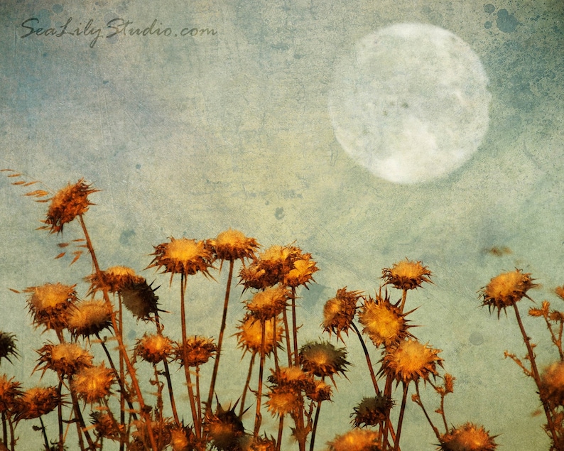 Harvest Moon : surreal photography golden landscape autumn rural country blue sky thistle warm gold home decor 8x10 11x14 16x20 20x24 24x30 image 1