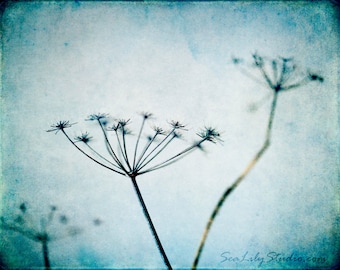 Ladies of the Canyon : vintage flower photography queen annes lace wild carrot teal blue aqua home decor 8x10 11x14 16x20 20x24 24x30