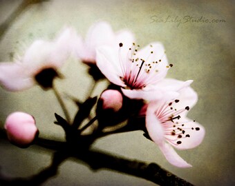 Sakura : cherry blossom photography pink flower blossoms pink japan spring beauty garden home decor 8x10 11x14 16x20 20x24 24x30