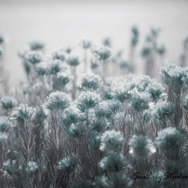 Pale Blue Light : desert flower photo nature photography sage wildflower dusty blue aqua winter home decor 8x10 11x14 16x20 20x24 24x30