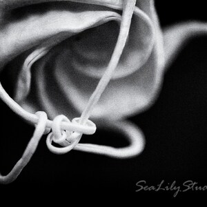 May include: A black and white photograph of a white flower with a curled stem. The flower is in focus and the background is blurred.